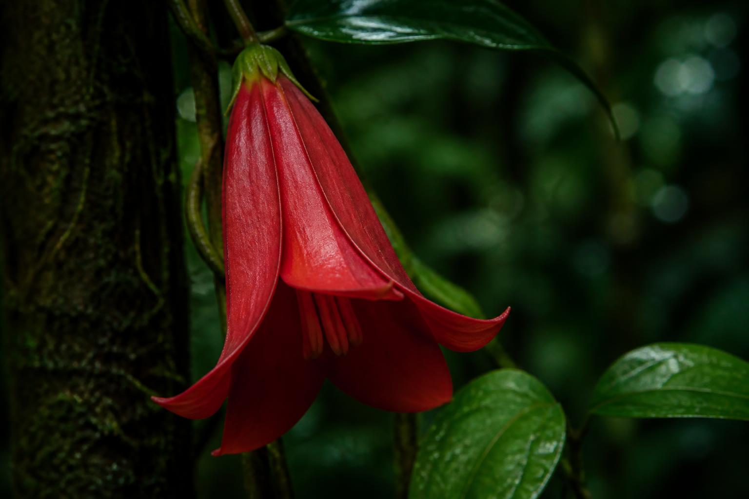Copihue (Lapageria rosea)