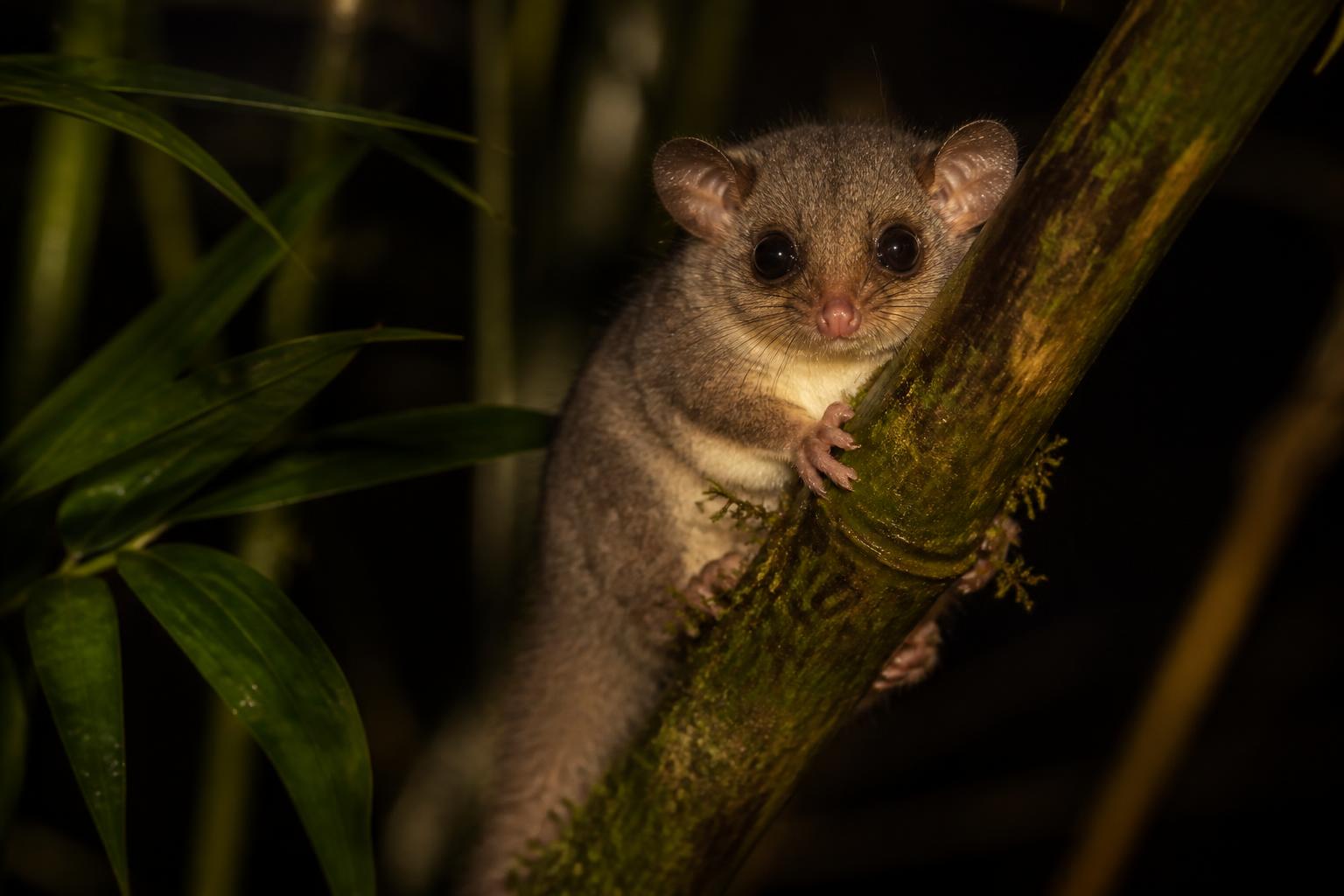 Monito del monte (Dromiciops gliroides)