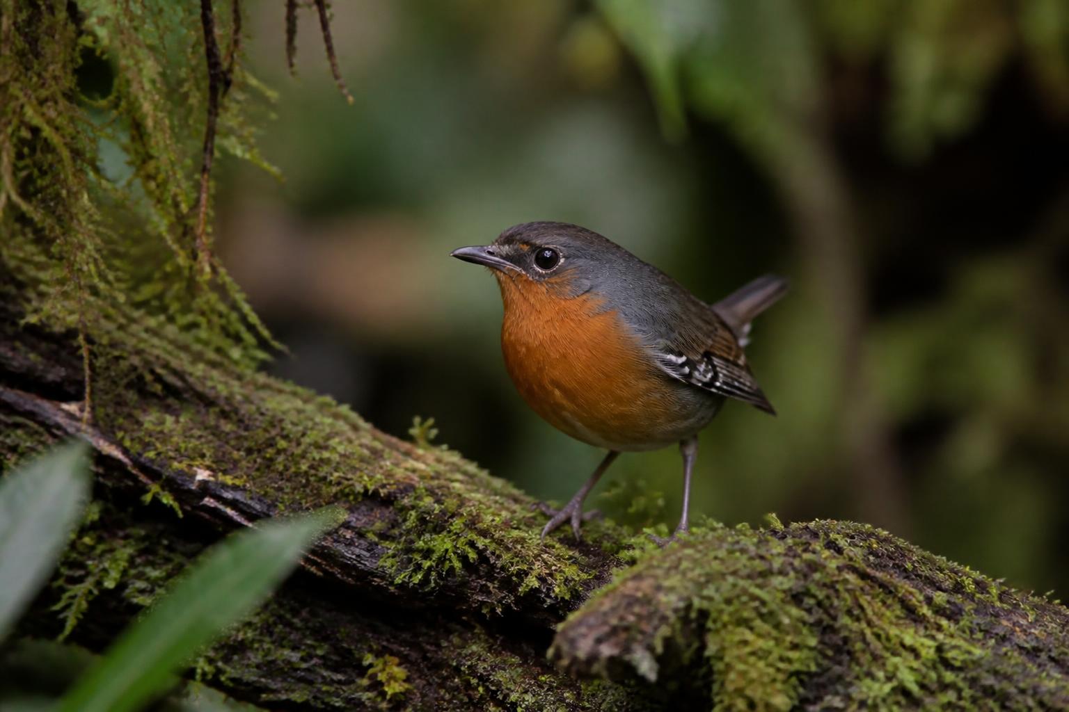 Chucao (Scelorchilus rubecula)